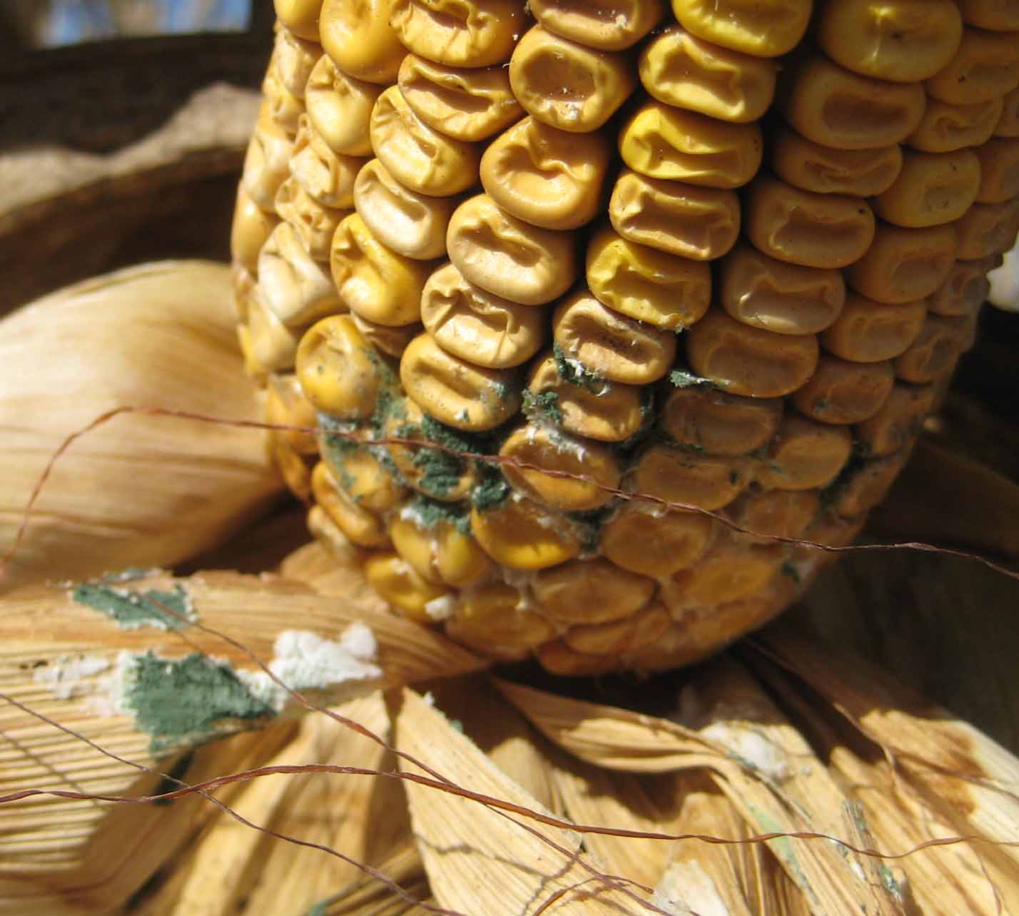 Aflatoxinas, sustancias cancerígenas que consumimos a diario