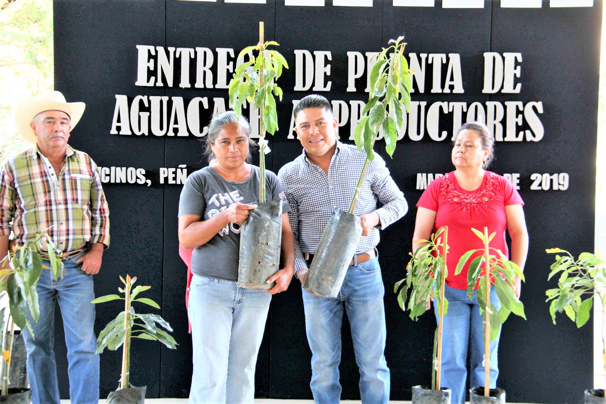 Entregan plantas de aguacate a productores peñamillerenses