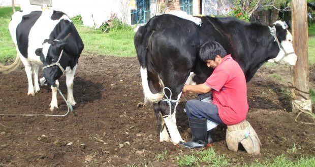 Exigen al Gobierno Federal conocer los términos de negociación en materia de leche y su derivados