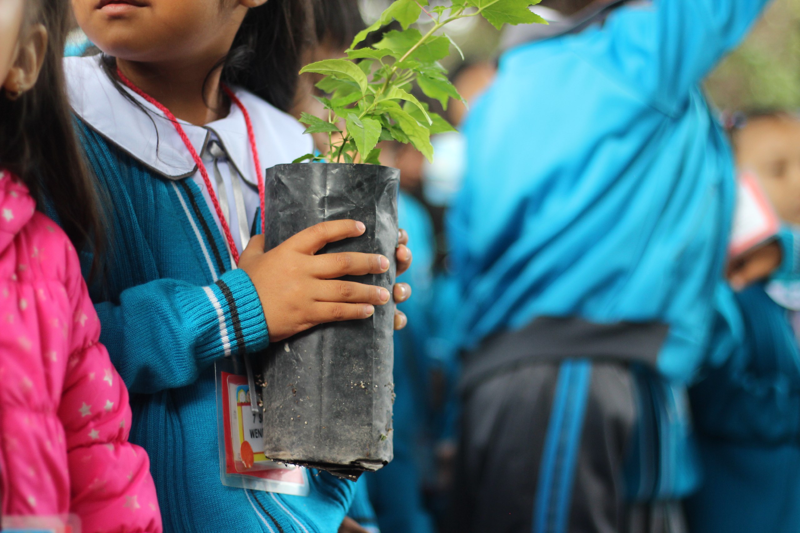 Planta Corregidora 23 mil árboles.