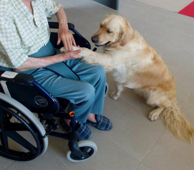 Las mascotas son benéficas para la salud de las personas mayores: Académicos de la UNAM.