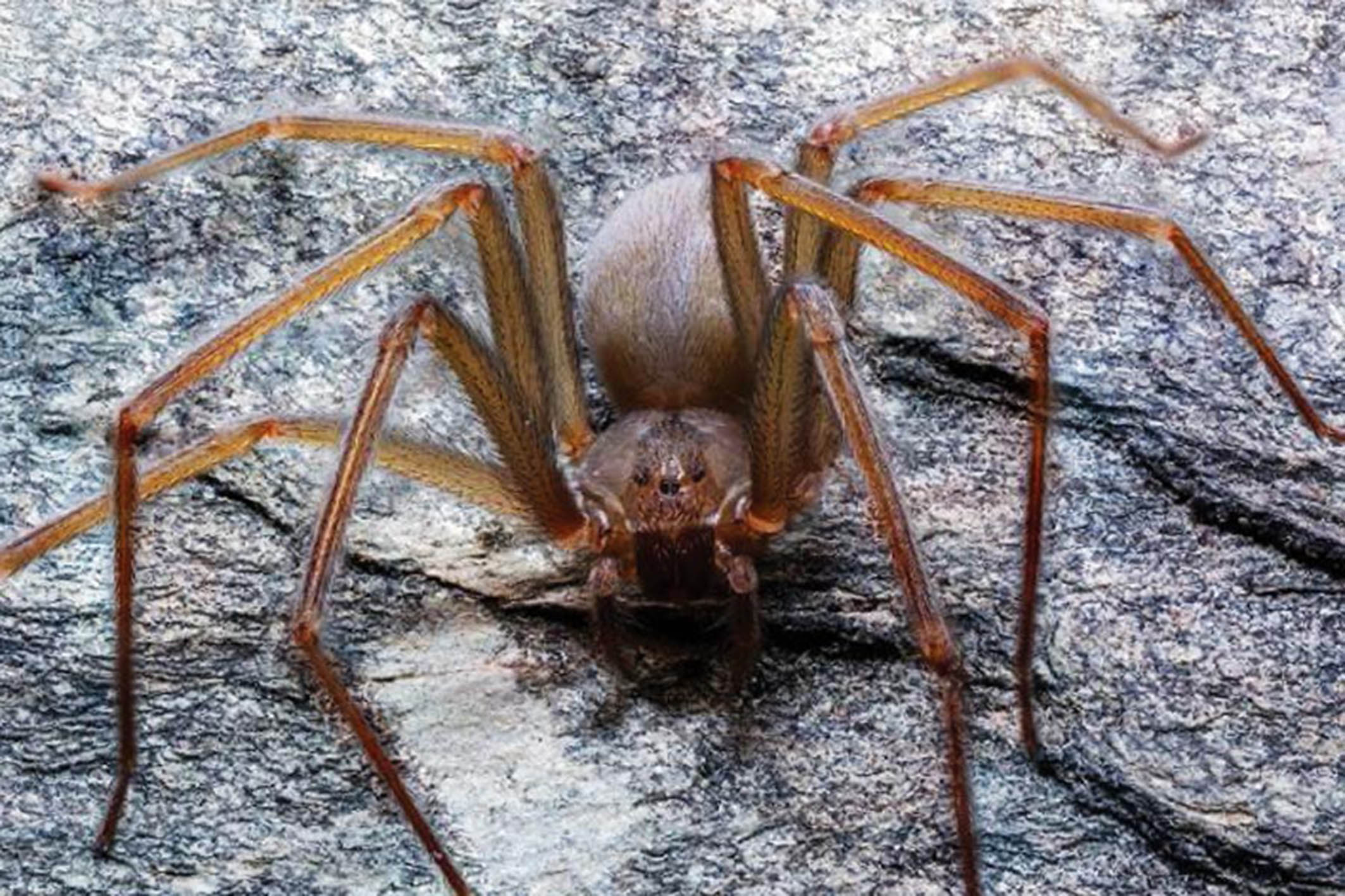 Universitarios descubren nueva especie de araña violinista.