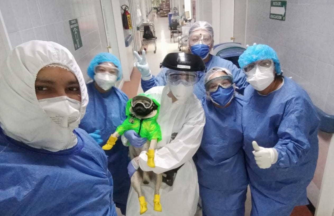 Harley el perro terapeuta que combate el estrés de médicos que luchan contra COVID-19.