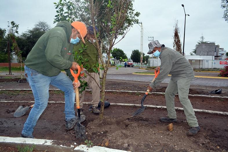 El Marqués continúa con campañas de reforestación en fraccionamientos.