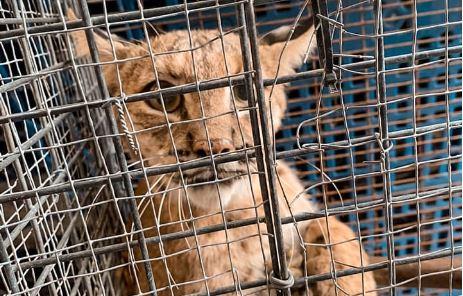 Un lince es capturado dentro de un domicilio en Querétaro.