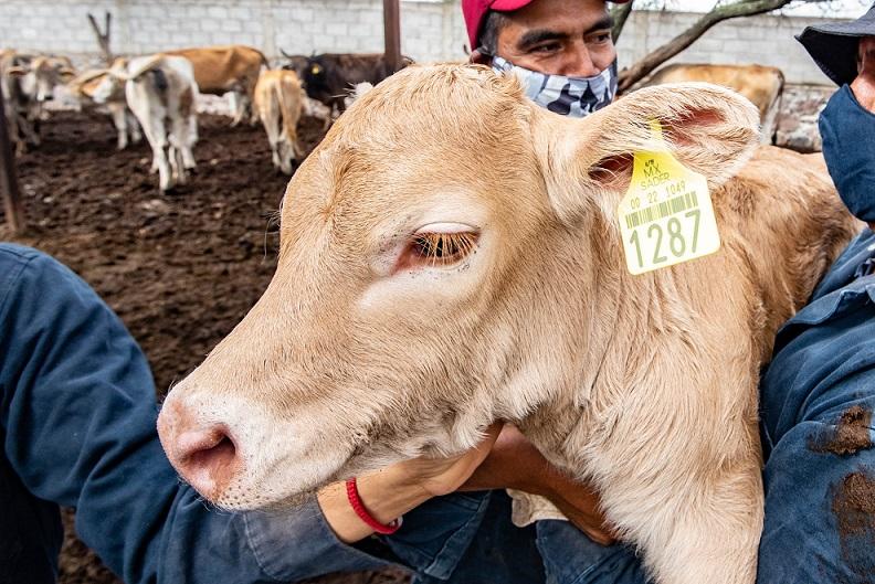 Acciones a favor del agro de El Marqués llegan a 3 mil 800 productores en este segundo año.