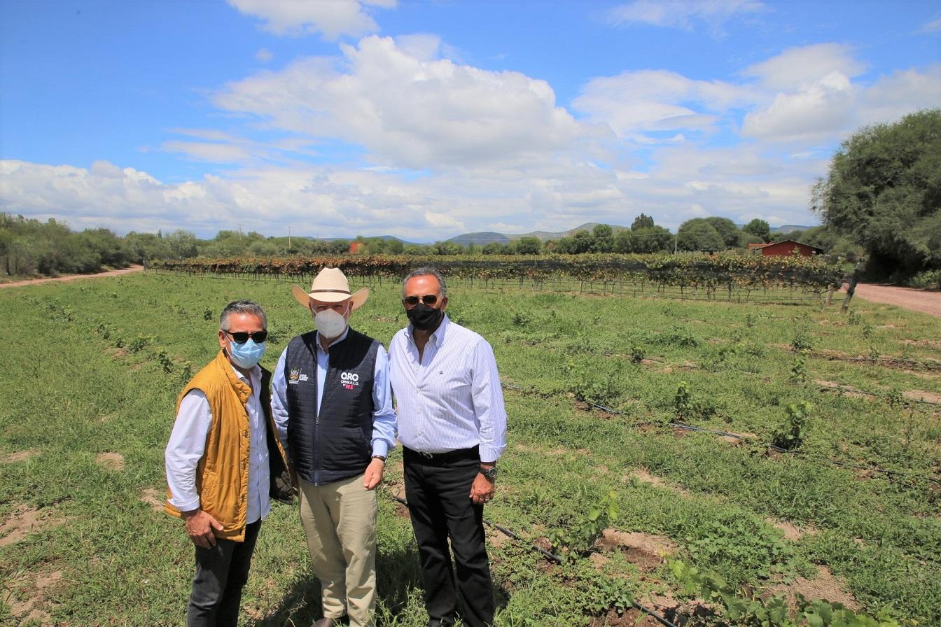 La SEDEA entrega plantas para producción de uva a viñedo de El Marqués.