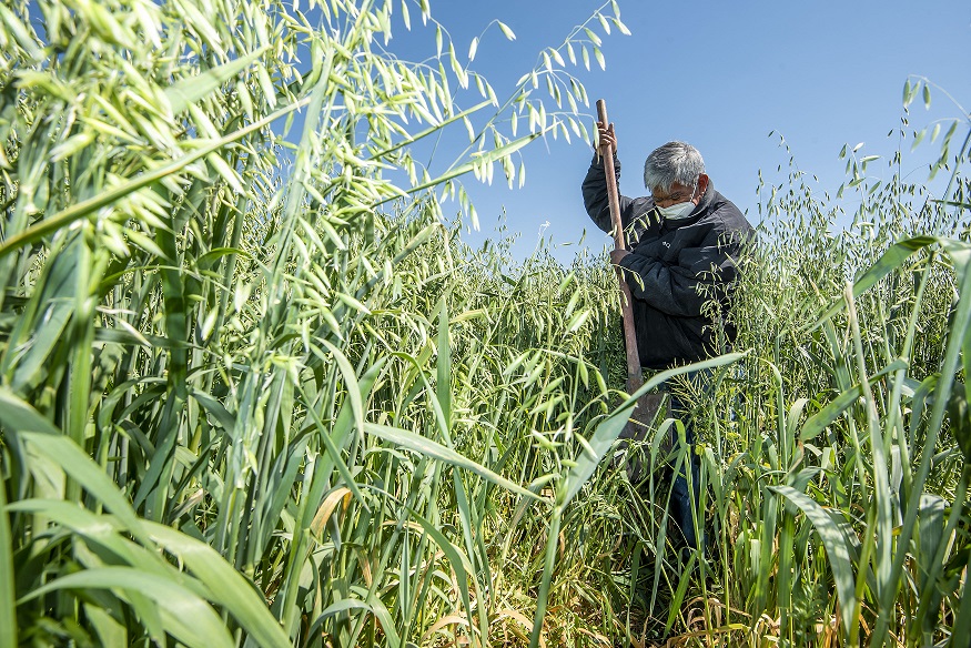 El Marqués realiza demostración de cultivo de ebo+avena para productores.