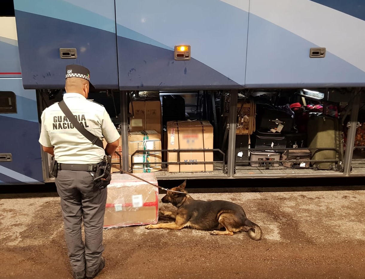 Can detecta marihuana en un autobús de pasajeros.