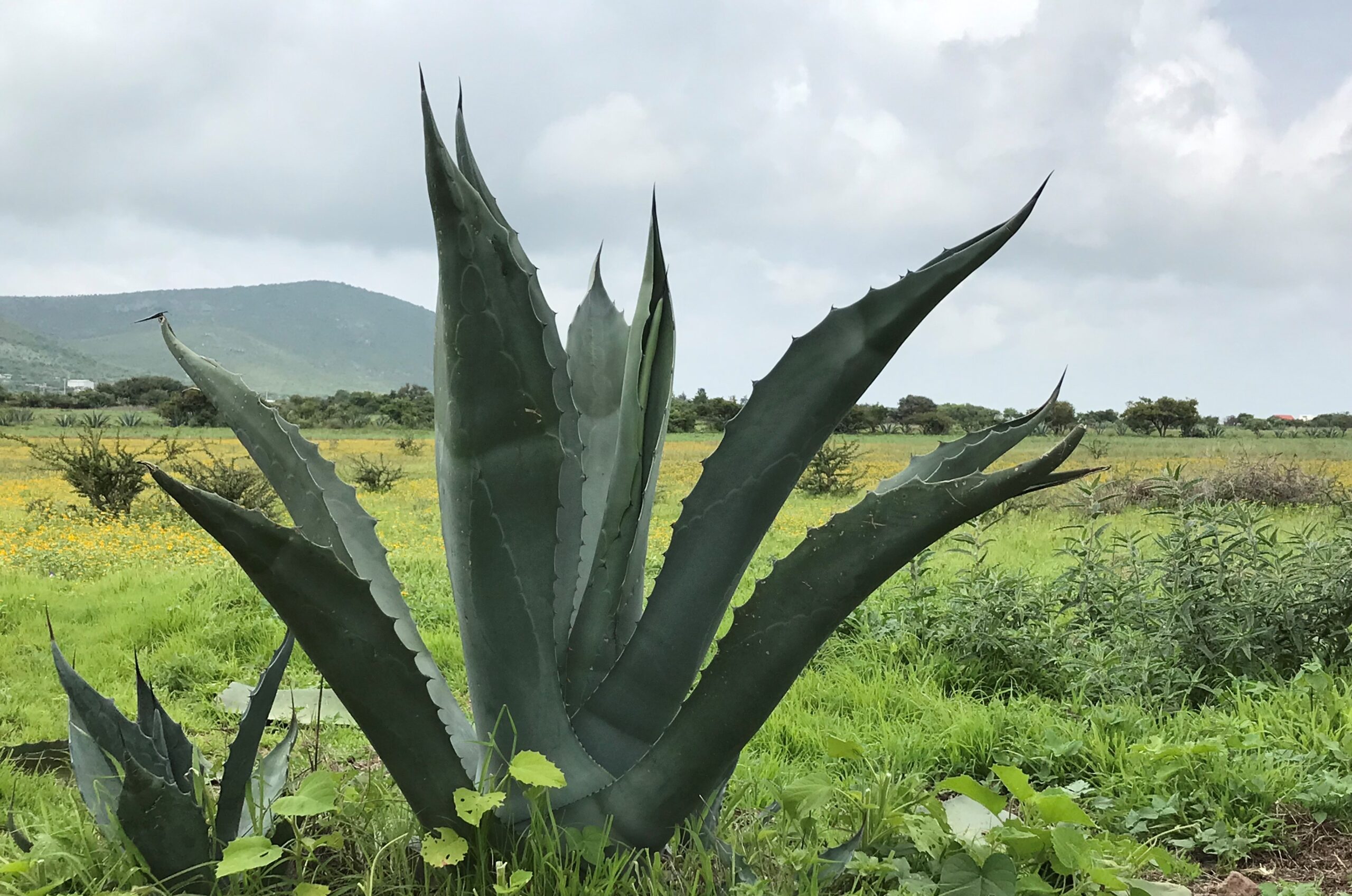 Científicos Descubren bacteria presente en el Pulque que combate el cáncer de colon