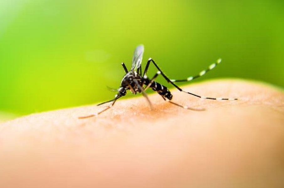 Querétaro fortalece acciones para evitar el Dengue.