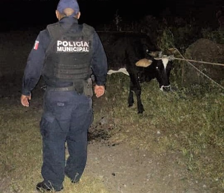 Roban cabezas de ganado en Ajuchitlancito; estaban en La Palma