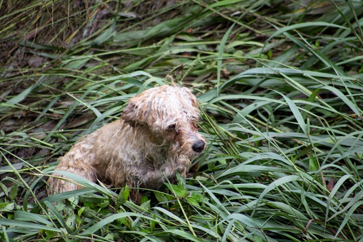 Rescatan a perrito que estaba atrapado en un dren pluvial en la Capital de Querétaro