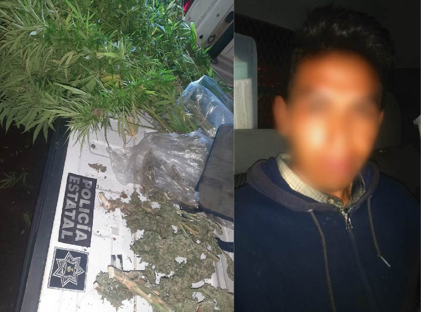 Un hombre trasportaba plantas de marihuana en Amealco; fue asegurado por policías