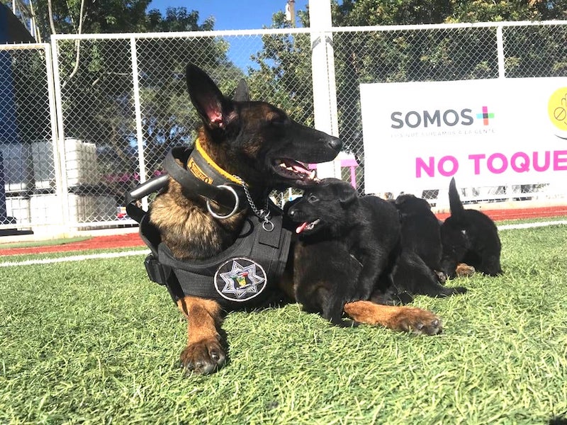 Dos cachorros de “Tamara” serán donados a la ciudadanía de Pedro Escobedo.