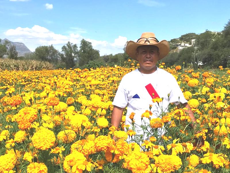 Tolimán se posiciona como productor de flor de cempasúchil