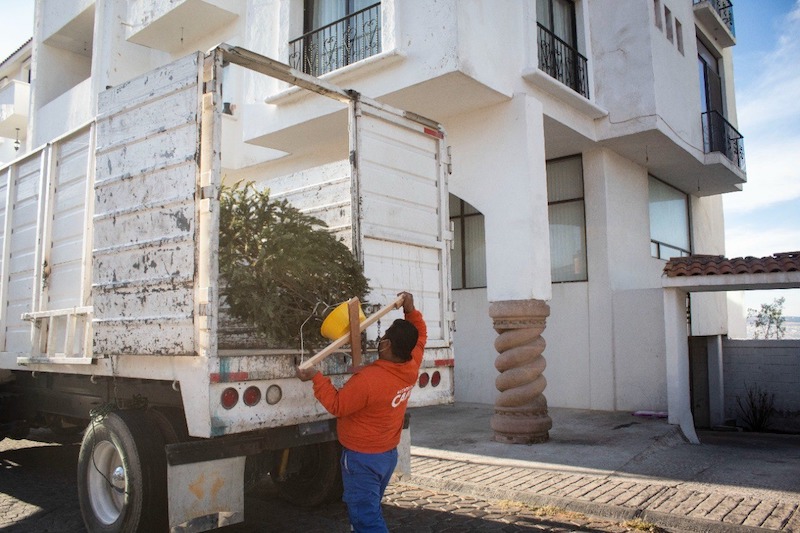 Inicia programa para recolectar árboles de navidad naturales en la Capital de Querétaro