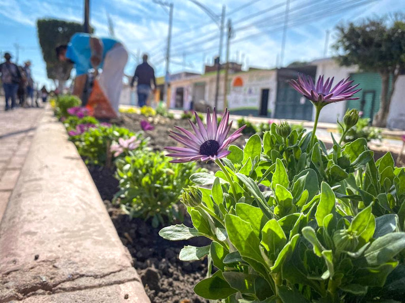 Llevan a cabo acciones de reforestación en la Av. Panamericana en Pedro Escobedo.