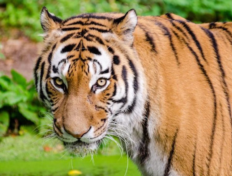 Alertan por presencia de un Tigre en Apaseo el Grande.