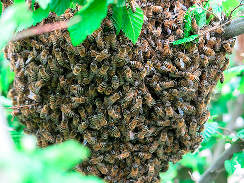 Las abejas, necesarias para la sobrevivencia humana; destacan investigadores de la UNAM.