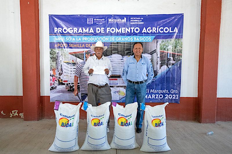 Impulsa El Marqués producción de frijol para abastecer mercado local.