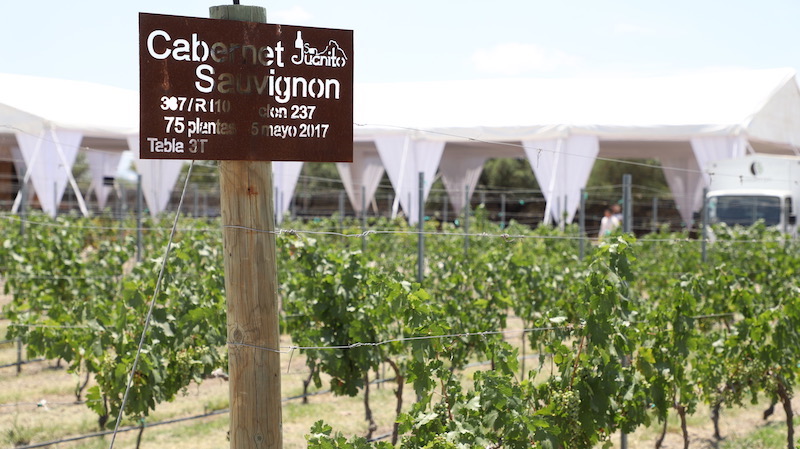 Inauguran Vendimia en viñedo San Juanito, Ezequiel Montes.