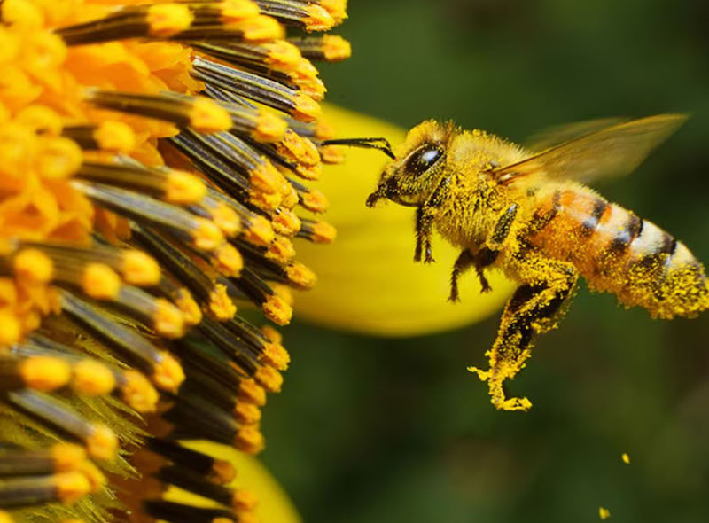 Un tercio de los alimentos depende de las abejas.