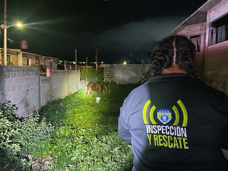 Caballos son picados por abejas en El Marqués.