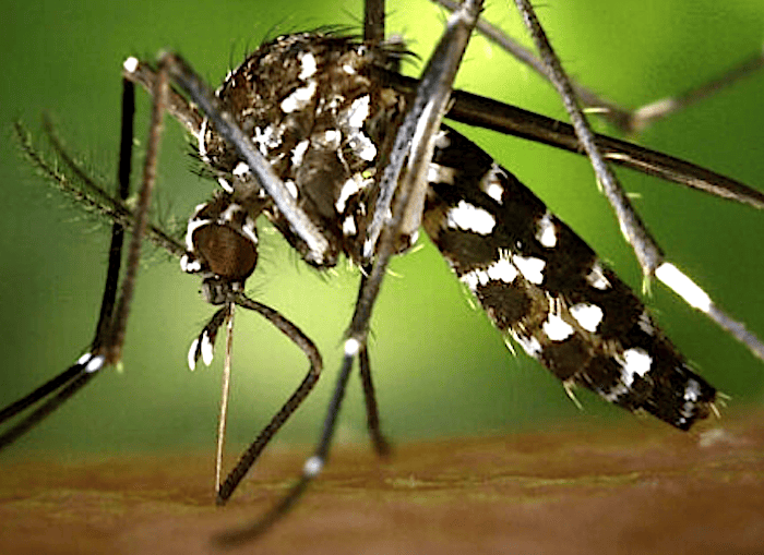 Casos de dengue en Querétaro siguen aumentando