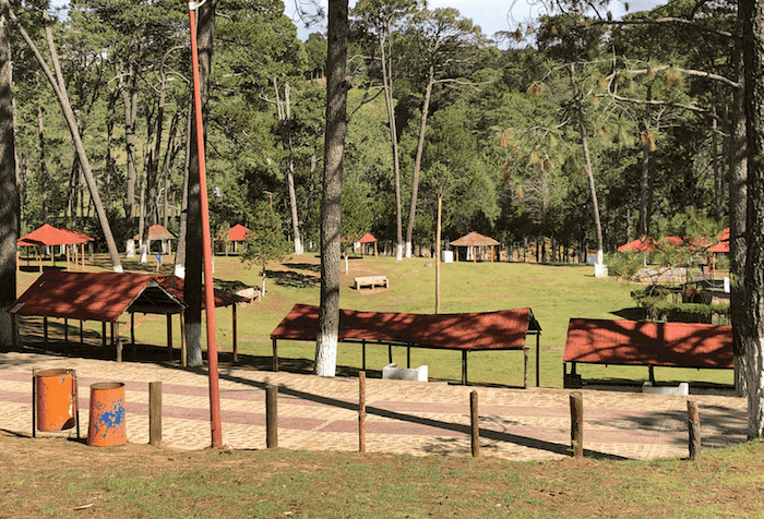 Plaga afecta el Parque Nacional Campo Alegre en San Joaquín.