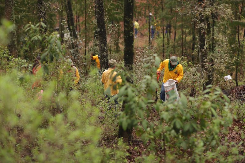 Reforestan con 23 mil árboles los bosques de Amealco.