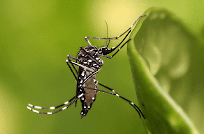 Sube a 35 el número de casos positivos de Dengue en Querétaro