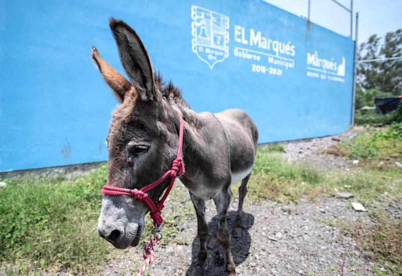 Así rescataron a un burrito en El Marqués víctima de crueldad Animal.