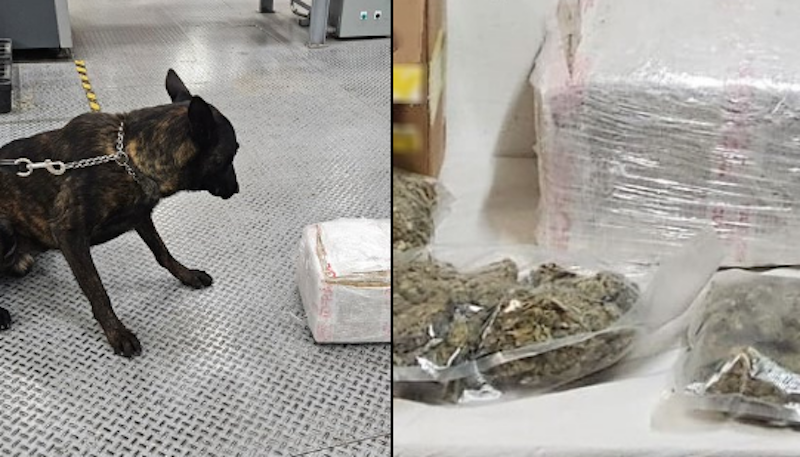 GN intercepta paquete con más de 11 kilos de presunta droga en Colón, Querétaro.