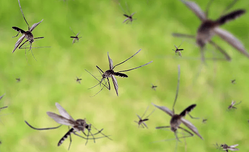 Mosquitos: los animales más mortíferos, responsables de 700 mil muertes al año