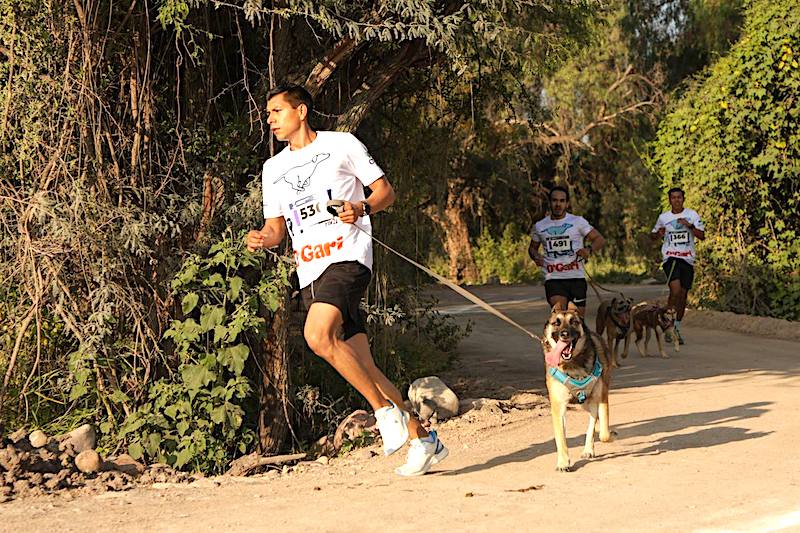 Todo un éxito la Carrera Canina P-Run 2024