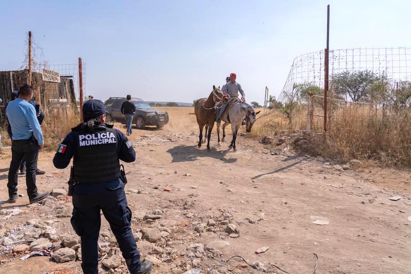 Frustran carrera de caballos clandestina en El Marqués