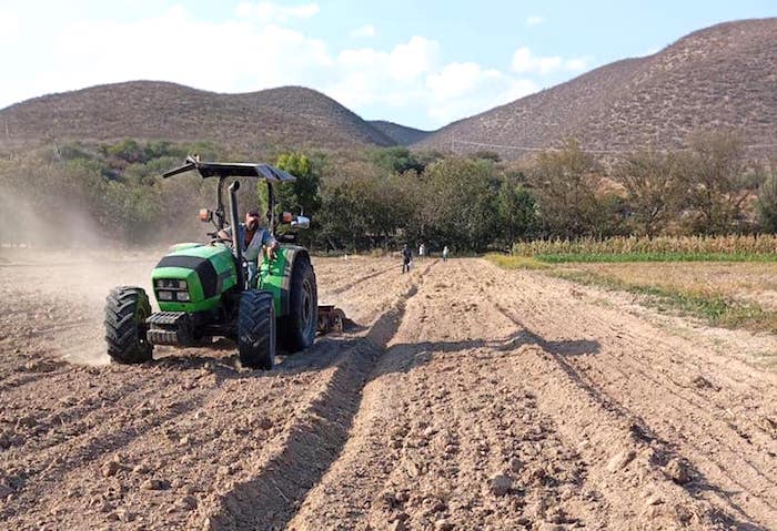 Inicia siembra de avena forrajera en la rivera del río en Peñamiller