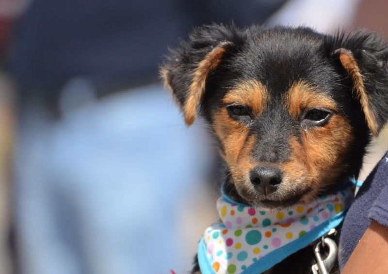 En la capital queretana se realizan jornadas de esterilización de mascotas