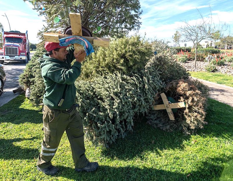 El Marqués inicia campaña para recolectar árboles de navidad 2025