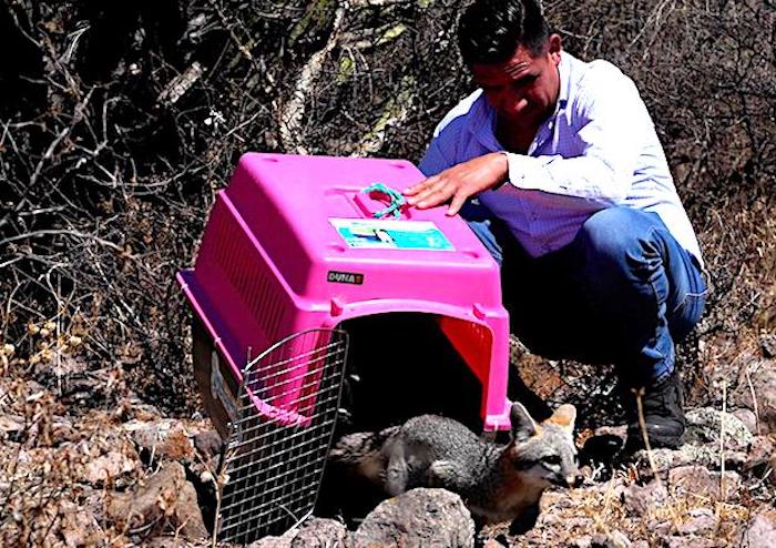 El Marqués libera fauna silvestre en reserva natural protegida