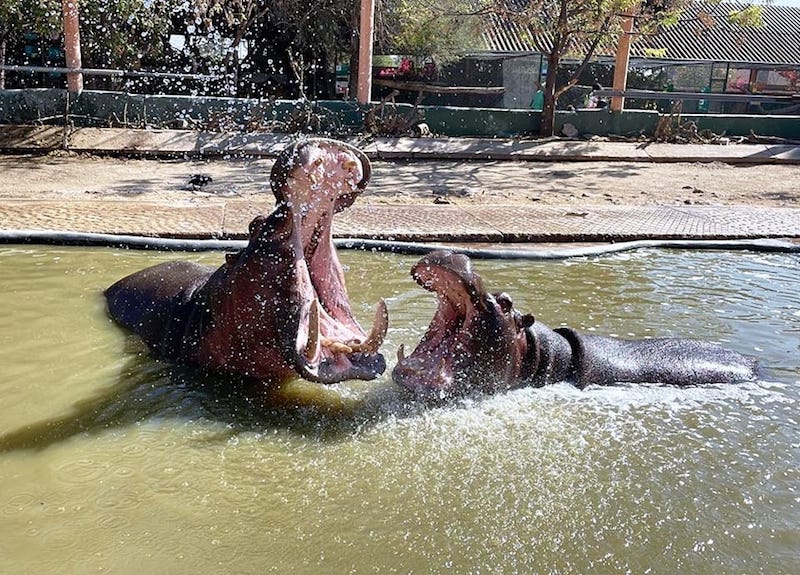 Anuncian posible rescate del Zoológico Wamerú en Querétaro