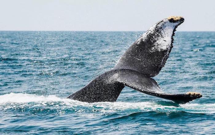 Costas de Nayarit son el escenario ideal para el avistamiento de ballenas jorobadas