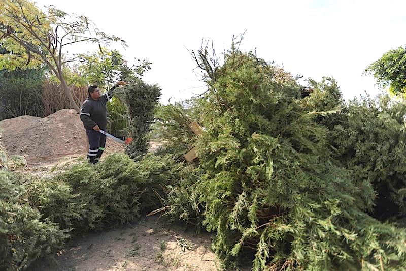 Recolectan 225 árboles de Navidad en Corregidora para convertirlos en composta