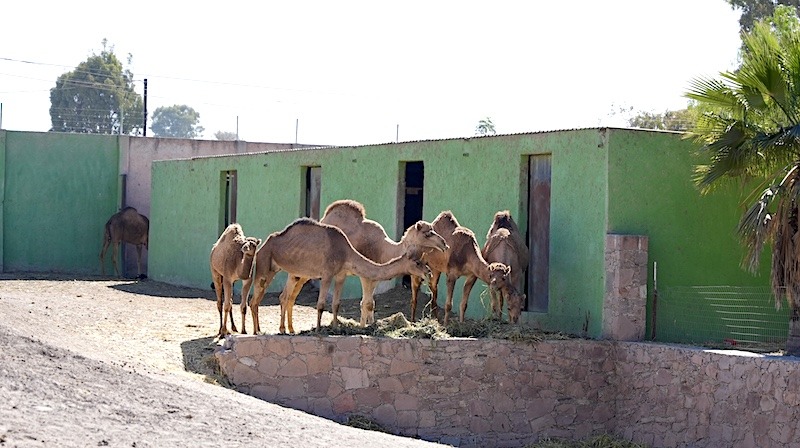 Supervisan condiciones de animales en el Zoológico Wameru tras denuncias